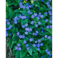 Przetacznik pagórkowy 'Koenigsblau' Veronica teucrium