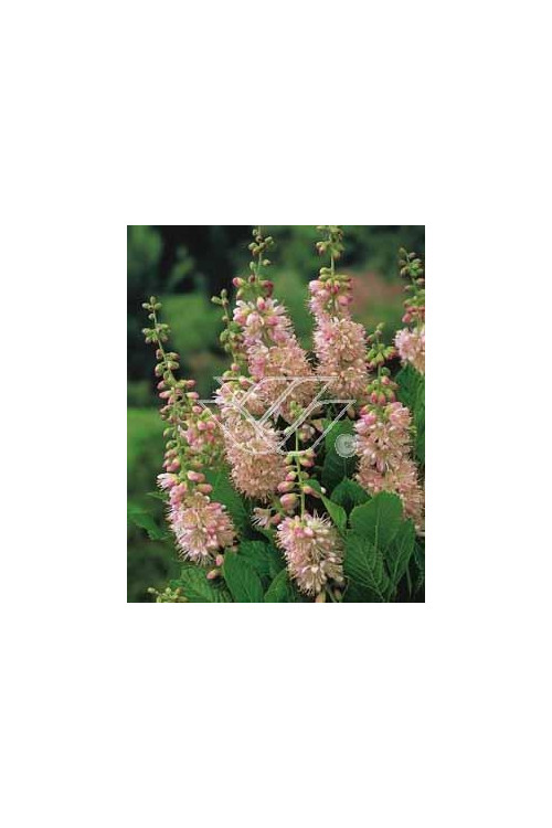 Orszelina olcholistna 'Pink Spire' | Clethra alnifolia