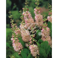 Orszelina olcholistna 'Pink Spire' | Clethra alnifolia