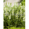 Szałwia omszona 'Adrian' Salvia nemorosa