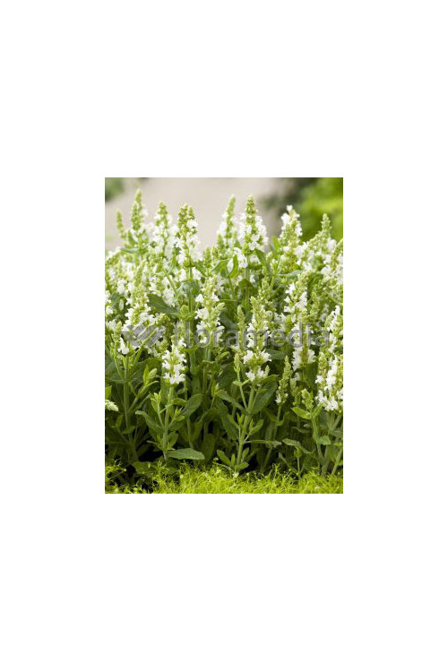 Szałwia omszona 'Adrian' Salvia nemorosa