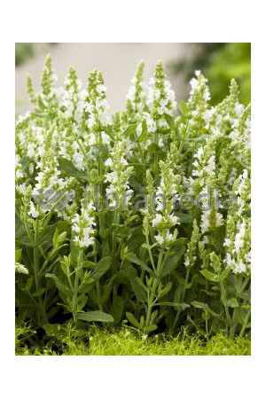 Szałwia omszona 'Adrian' Salvia nemorosa