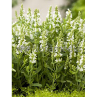 Szałwia omszona 'Adrian' Salvia nemorosa