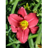 Liliowiec 'Burgundy' Hemerocallis