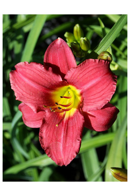 Liliowiec 'Burgundy' Hemerocallis