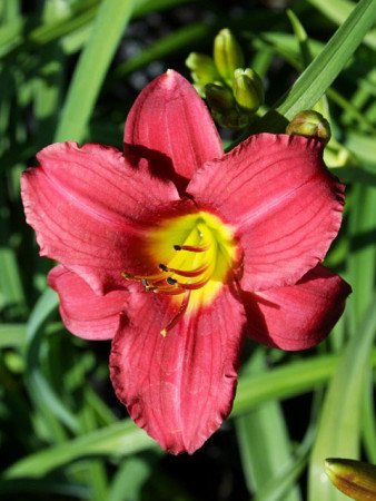 Liliowiec 'Burgundy' Hemerocallis