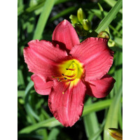 Liliowiec 'Burgundy' Hemerocallis