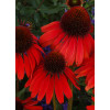 Jeżówka 'Firebird' Echinacea
