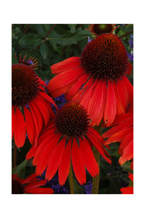 Jeżówka 'Firebird' Echinacea