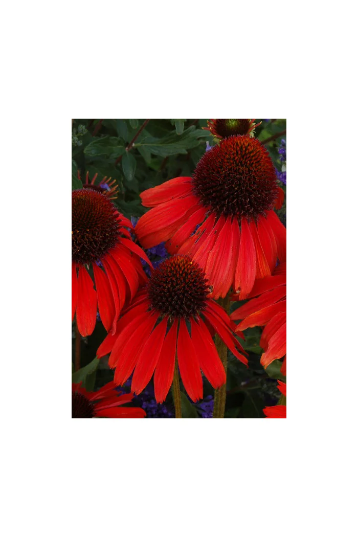 Jeżówka 'Firebird' Echinacea