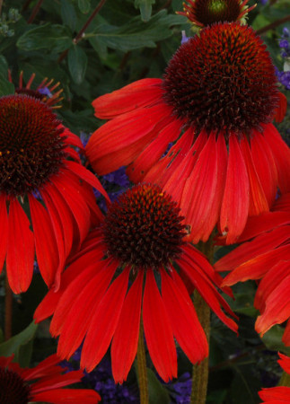 Jeżówka 'Firebird' Echinacea