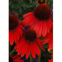 Jeżówka 'Firebird' Echinacea