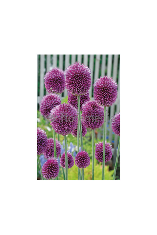 Czosnek główkowaty, Allium