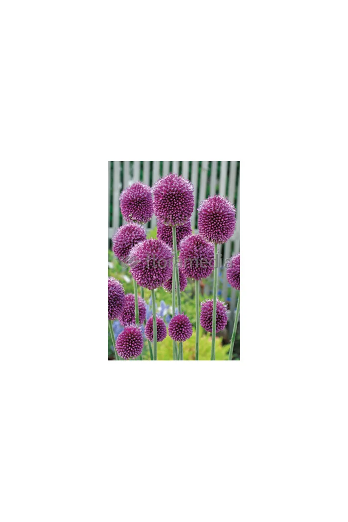 Czosnek główkowaty, Allium