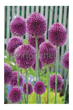 Czosnek główkowaty, Allium