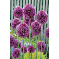 Czosnek główkowaty, Allium