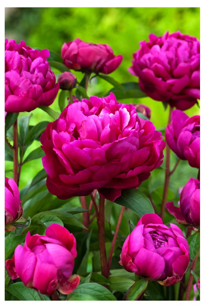 Piwonia chińska 'Karl Rosenfield' | Paeonia lactiflora