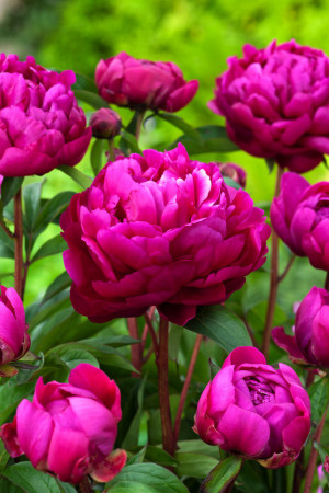 Piwonia chińska 'Karl Rosenfield' | Paeonia lactiflora