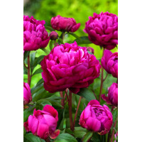 Piwonia chińska 'Karl Rosenfield' | Paeonia lactiflora