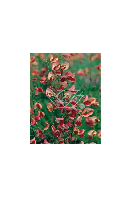 Żarnowiec / Szczodrzeniec miotlasty 'Dragonfly' Cytisus scoparius