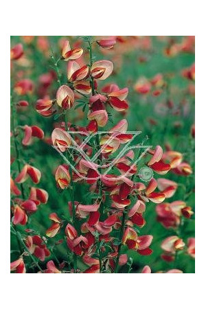 Żarnowiec / Szczodrzeniec miotlasty 'Dragonfly' Cytisus scoparius