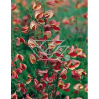 Żarnowiec / Szczodrzeniec miotlasty 'Dragonfly' Cytisus scoparius