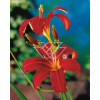 Liliowiec 'Red Braun' Hemerocallis