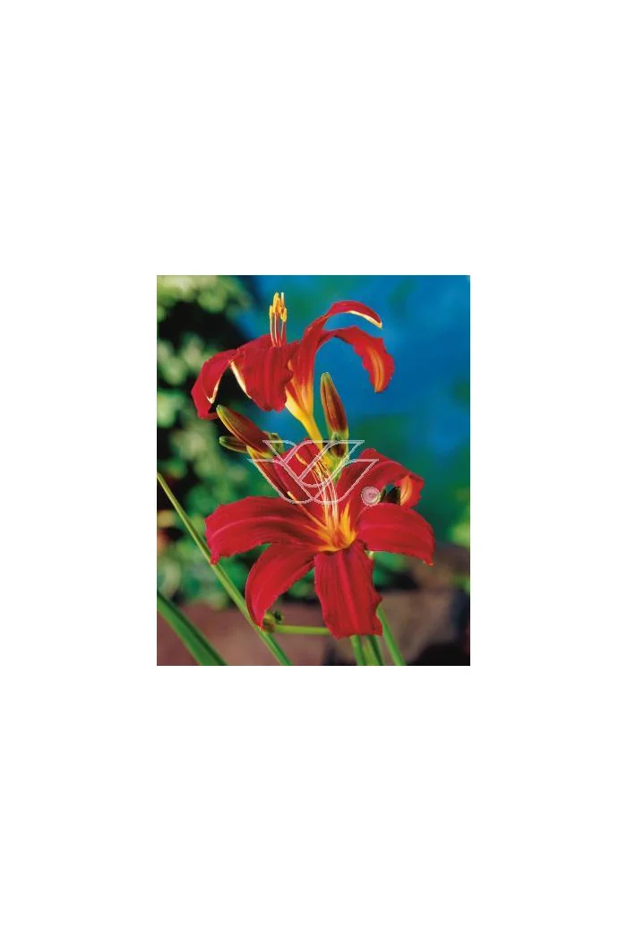 Liliowiec 'Red Braun' Hemerocallis