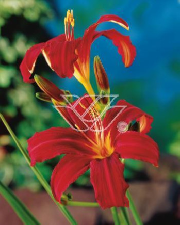 Liliowiec 'Red Braun' Hemerocallis