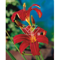 Liliowiec 'Red Braun' Hemerocallis