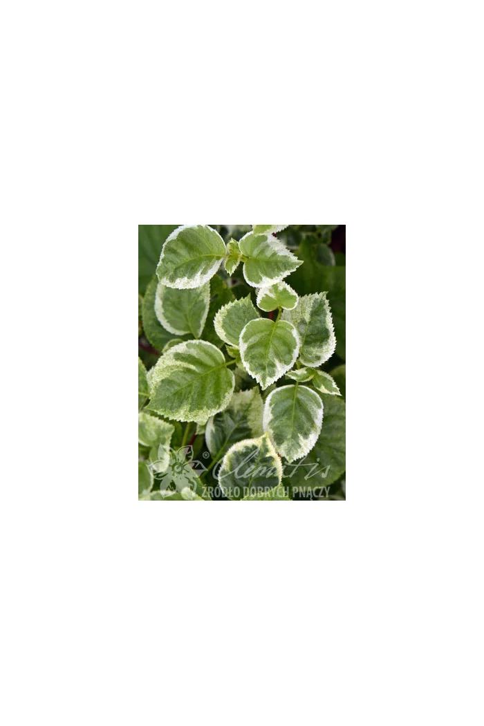 Hortensja pnąca 'Take a Chance' | Hydrangea petiolaris