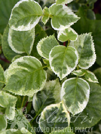 Hortensja pnąca 'Take a Chance' | Hydrangea petiolaris
