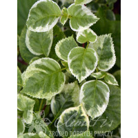 Hortensja pnąca 'Take a Chance' | Hydrangea petiolaris