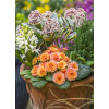 Pierwiosnek 'Belarina® Sweet Apricot |Primula