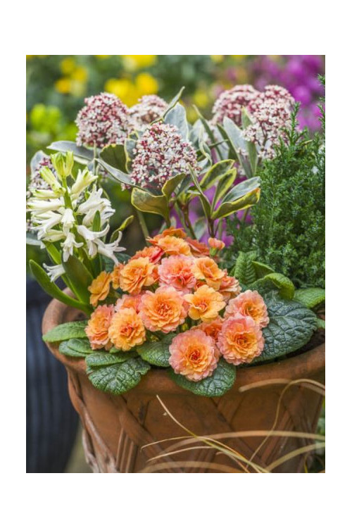 Pierwiosnek 'Belarina® Sweet Apricot |Primula