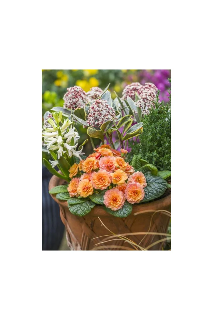 Pierwiosnek 'Belarina® Sweet Apricot |Primula