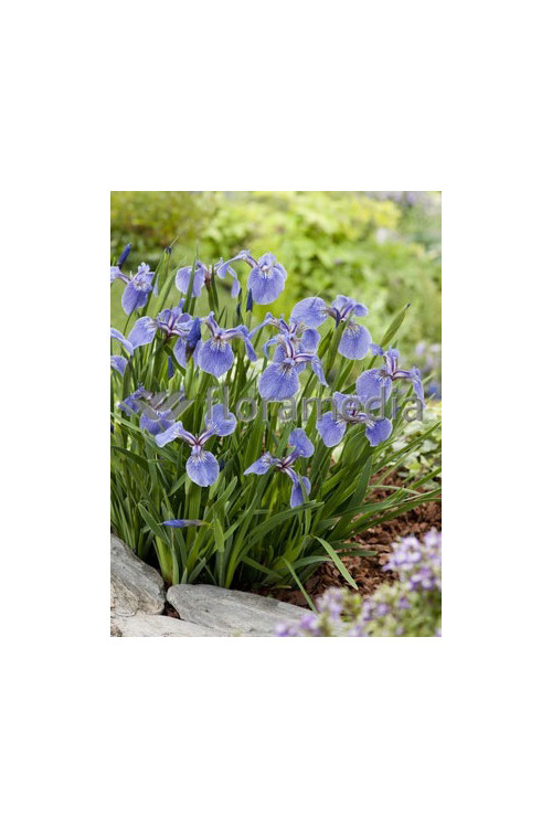 Kosaciec (Irys) syberyjski 'Tamberg' Iris sibirica