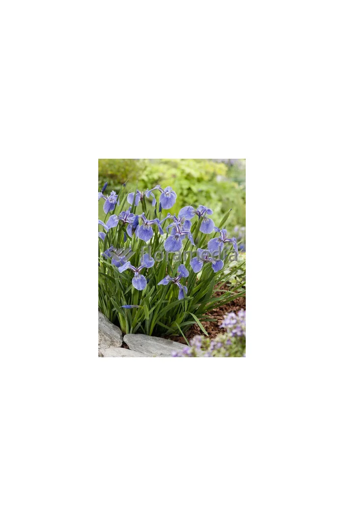 Kosaciec (Irys) syberyjski 'Tamberg' Iris sibirica