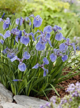 Kosaciec (Irys) syberyjski 'Tamberg' Iris sibirica