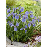 Kosaciec (Irys) syberyjski 'Tamberg' Iris sibirica