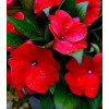 Niecierpek nowogwinejski 'Magnum Dark Red' div class'lat' Impatiens /div