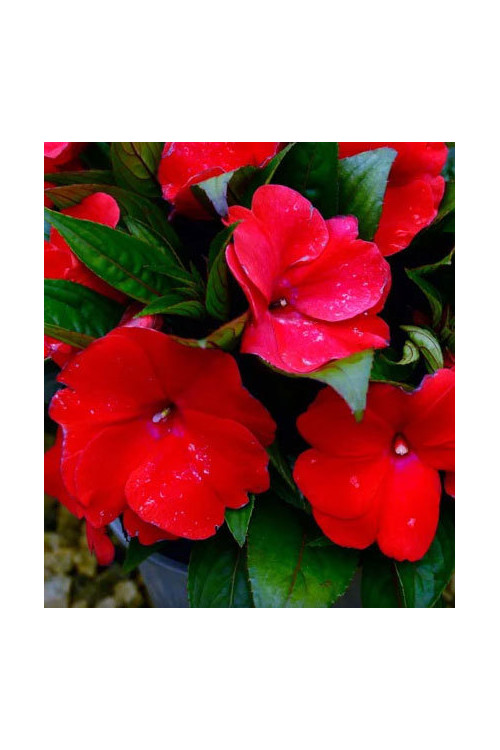 Niecierpek nowogwinejski 'Magnum Dark Red' div class'lat' Impatiens /div