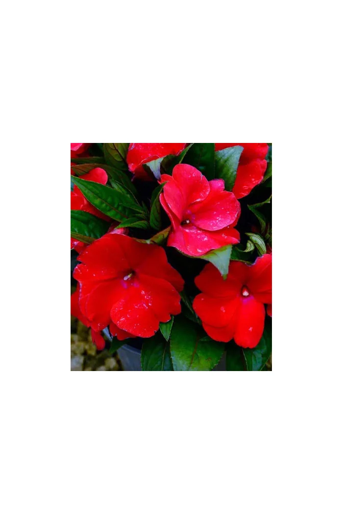 Niecierpek nowogwinejski 'Magnum Dark Red' div class'lat' Impatiens /div