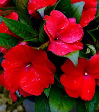 Niecierpek nowogwinejski 'Magnum Dark Red' div class'lat' Impatiens /div