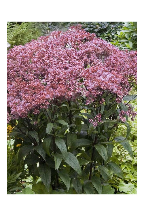 Sadziec 'Baby Joe' | Eupatorium