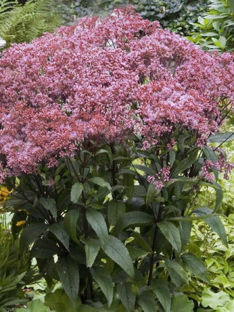 Sadziec 'Baby Joe' | Eupatorium