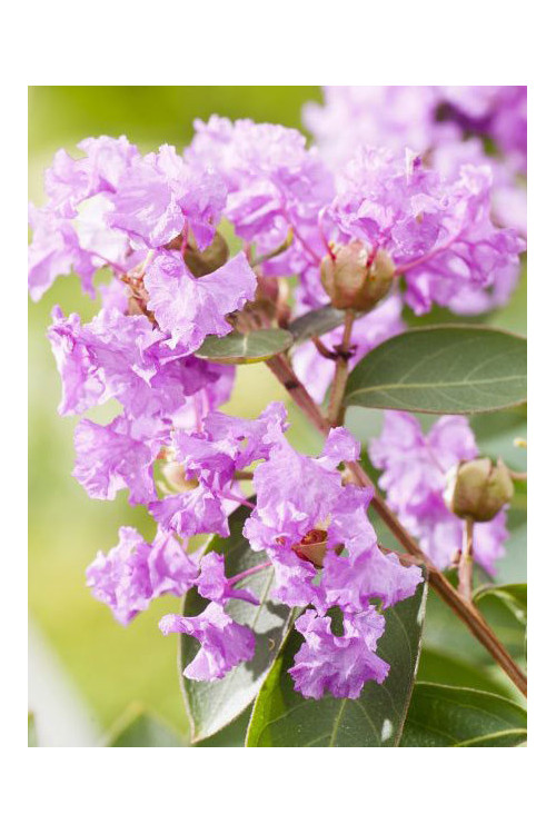 Lagerstroemia indyjska 'Violet Filli' Lagerstroemia indica