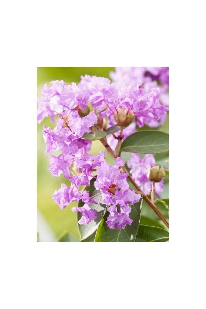 Lagerstroemia indyjska 'Violet Filli' Lagerstroemia indica