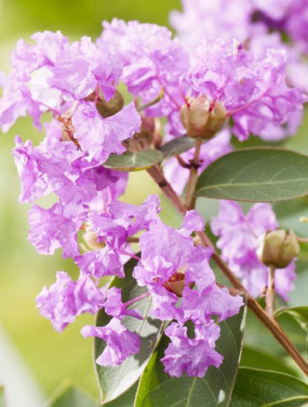 Lagerstroemia indyjska 'Violet Filli' Lagerstroemia indica