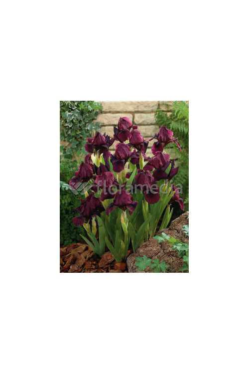 Kosaciec (Irys) amerykański 'Pastel Charm' Iris